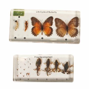 Animal Life Cycle Blocks - Set of 2 (Butterfly & Frog)